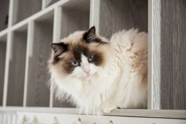 Genç, sağlıklı, safkan, Ragdoll kedisi, yatağın üstünde.