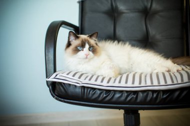 Genç, sağlıklı, safkan, Ragdoll kedisi, yatağın üstünde.