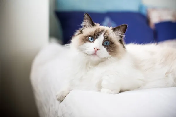Junge Gesunde Schöne Reinrassige Ragdoll Katze Auf Dem Bett — Stockfoto