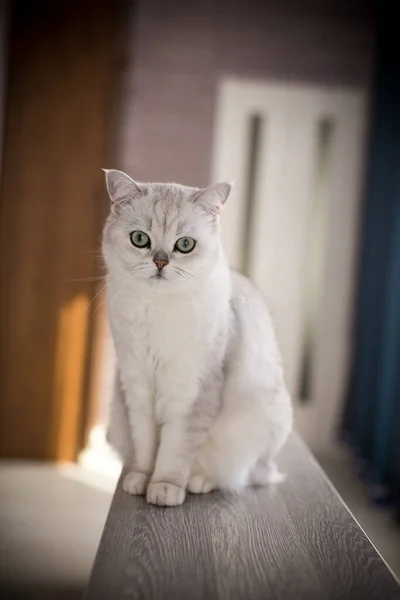 Gato Adulto Pedigrí Escocés Chinchilla Orejas Rectas Casa — Foto de Stock