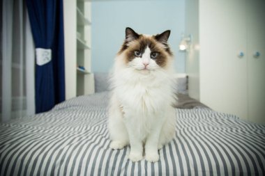 Genç, güzel, safkan Ragdoll kedisi evde.