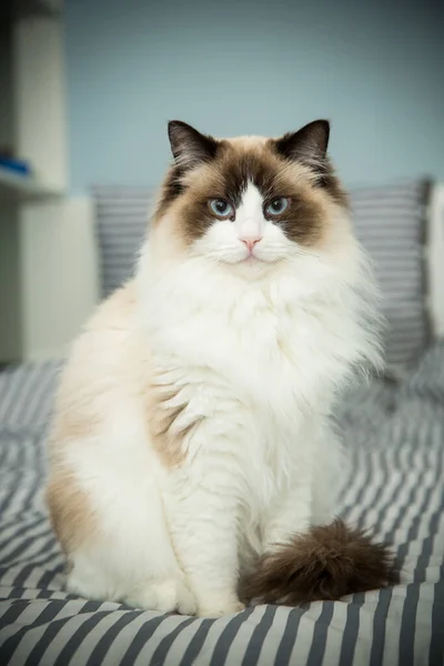 침대에 건강하고 아름다운 래그돌 고양이 — 스톡 사진