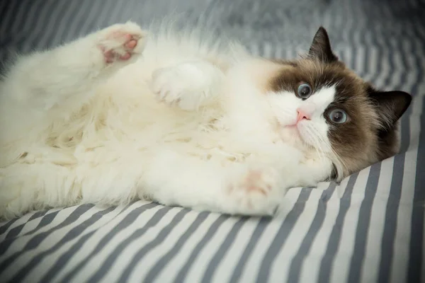 Joven hermosa pura raza Ragdoll gato en casa — Foto de Stock