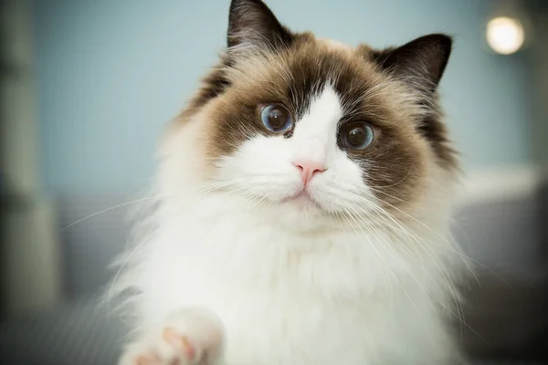 Jovem de raça pura bonito Ragdoll gato em casa — Fotografia de Stock