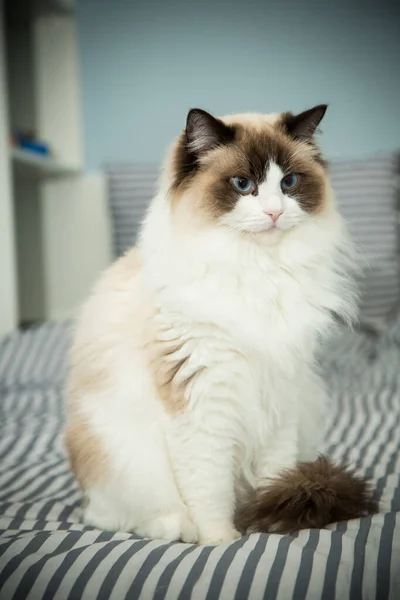 Ung vacker renrasig Ragdoll katt hemma — Stockfoto