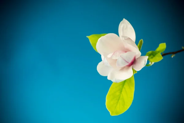 Een roze bloem op een tak van bloeiende magnolia close-up — Stockfoto