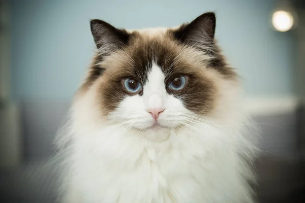 Jovem de raça pura bonito Ragdoll gato em casa — Fotografia de Stock