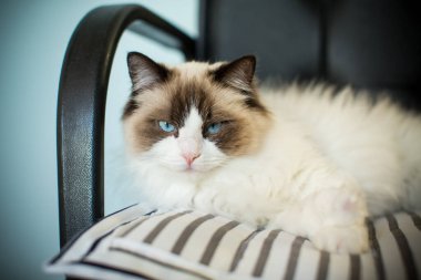 Genç, güzel, safkan Ragdoll kedisi evde.