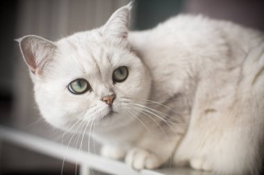 Yetişkin kedi soyağacı İskoç çinçillası düz kulaklar