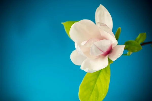 꽃 이 만 발한 마뇰 리아 가지에 있는 분홍빛 꽃 한 송이가 가까이 있다 — 스톡 사진