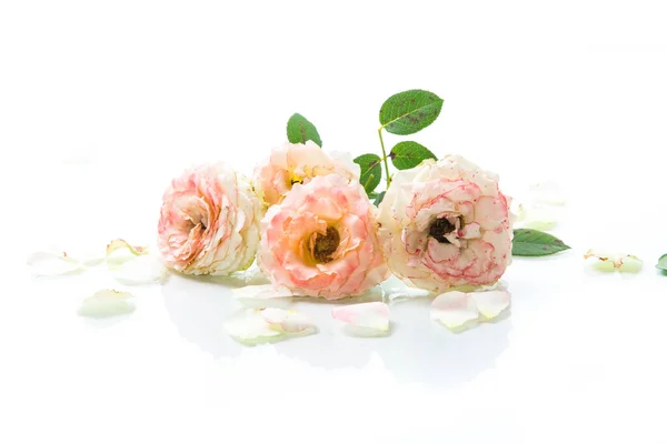 Strauß schöner Rosen isoliert auf weißem Grund — Stockfoto