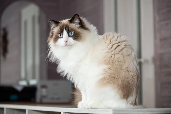 Młody, piękny kot Ragdoll czystej krwi w domu — Zdjęcie stockowe