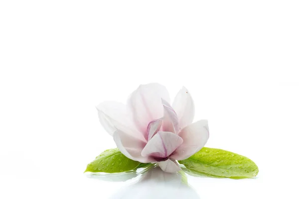 꽃 이 만 발한 마뇰 리아 가지에 있는 분홍빛 꽃 한 송이가 가까이 있다 — 스톡 사진