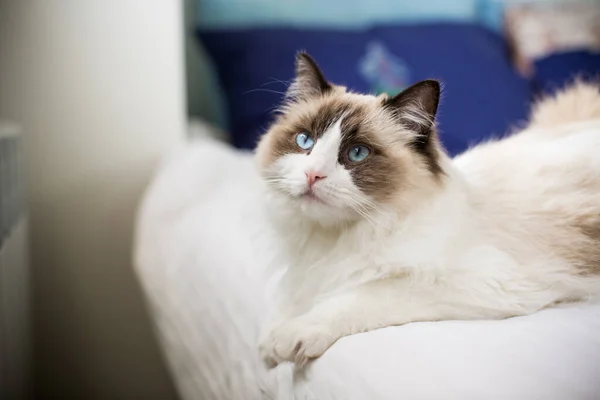 Junge schöne reinrassige Ragdoll-Katze zu Hause — Stockfoto