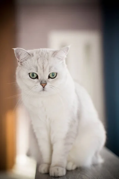 Vuxna katt härstamning skotsk chinchilla raka öron — Stockfoto