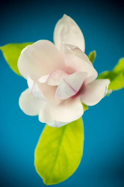 Uma flor rosa em um ramo de magnólia florescente de perto — Fotografia de Stock