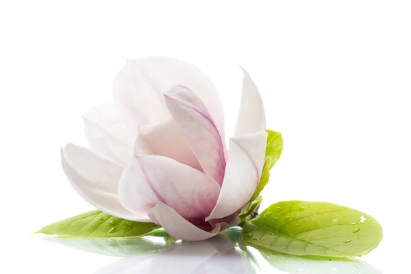 One pink flower on a branch of blooming magnolia close up — Stock Photo, Image