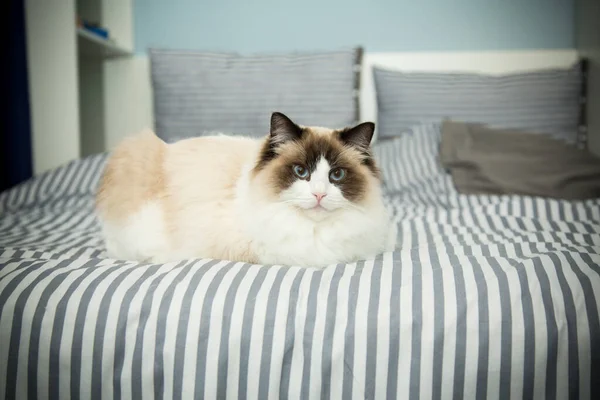 Fiatal gyönyörű fajtiszta Ragdoll macska otthon Jogdíjmentes Stock Képek