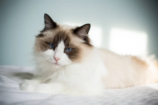 Jovem Saudável Bonito Puro Sangue Ragdoll Gato Cama — Fotografia de Stock