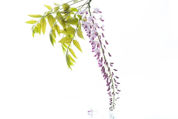 Branch Beautiful Spring Blooming Wisteria Isolated White Background — Stockfoto