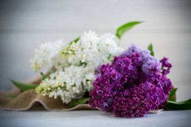 Tahta bir masanın üzerinde farklı renkte güzel bahar leylakları.