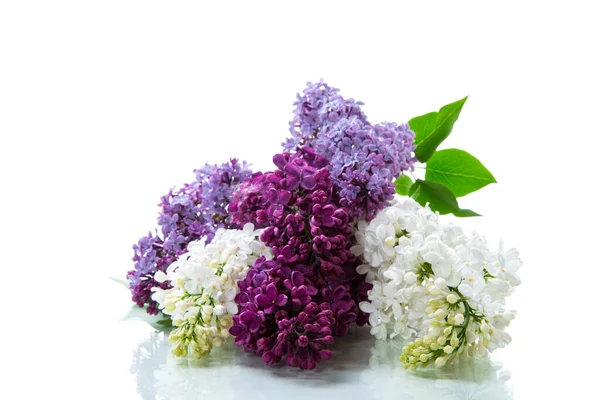 Bouquet Beautiful Spring Lilacs Different Colors Isolated White Background — Stock Photo, Image