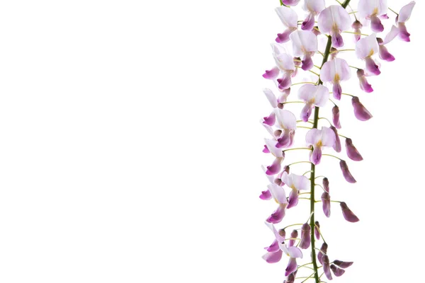 Branch Beautiful Spring Blooming Wisteria Isolated White Background — стокове фото