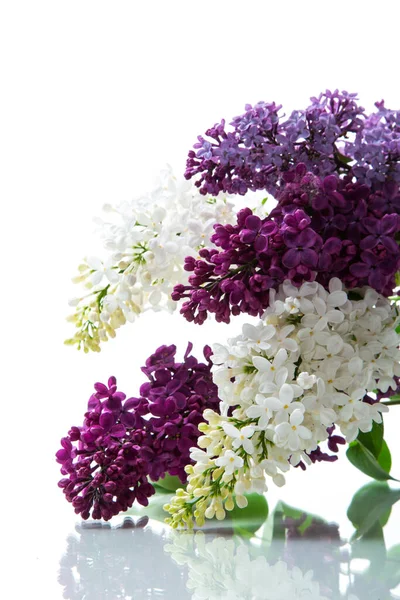 Csokor Gyönyörű Tavaszi Orgona Különböző Színekben Elszigetelt Fehér Háttér — Stock Fotó