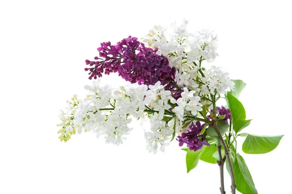 Bouquet Beautiful Spring Lilacs Different Colors Isolated White Background — 스톡 사진