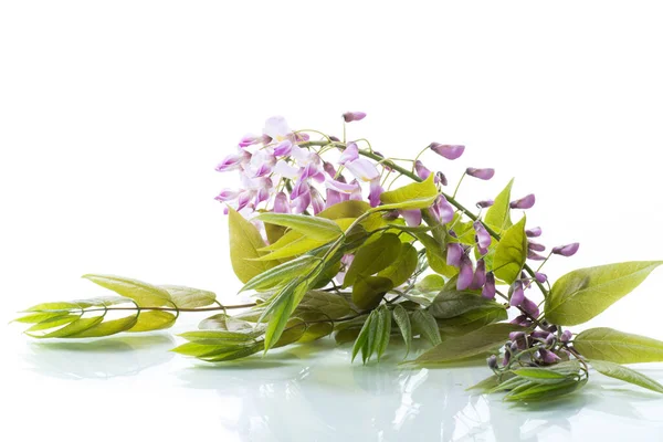 Branch Beautiful Spring Blooming Wisteria Isolated White Background — Stock Photo, Image