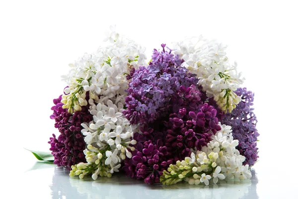 Bouquet Beautiful Spring Lilacs Different Colors Isolated White Background — Stock fotografie