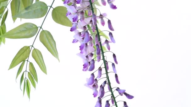 Branch of beautiful spring blooming Wisteria, isolated on white — Wideo stockowe