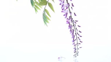 Branch of beautiful spring blooming Wisteria, isolated on white