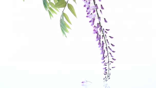 Branch of beautiful spring blooming Wisteria, isolated on white — Wideo stockowe