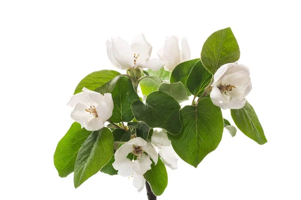 Branch Flowering Quince Leaves Isolated White Background — Foto Stock