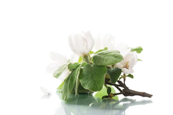 Branch Flowering Quince Leaves Isolated White Background — 스톡 사진