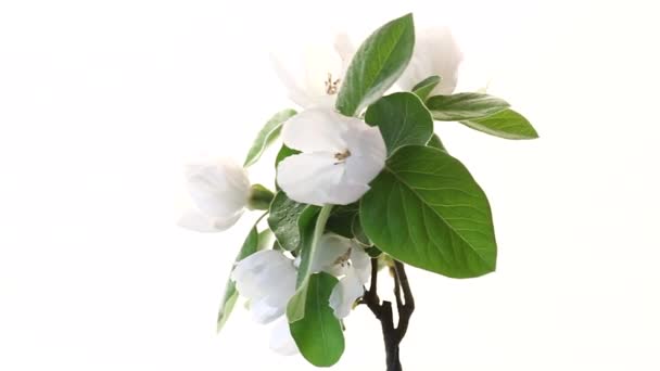 Gałąź z kwitnącą pigwą i liśćmi na białym tle — Wideo stockowe