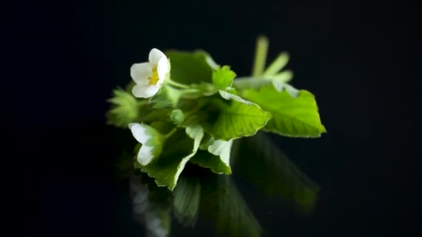 White small strawberry flower with foliage on black background — Wideo stockowe