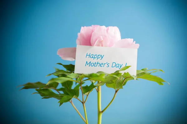 Hermosa Peonía Rosa Grande Con Felicitaciones Día Madre Aislado Sobre — Foto de Stock
