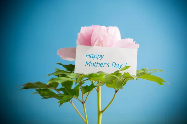 Mooie Grote Roze Pioen Met Felicitaties Moederdag Geïsoleerd Een Blauwe — Stockfoto