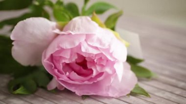 Tahta bir masada güzel, büyük pembe bir şakayık. Anneler Günü 'nü tebrik ederim.