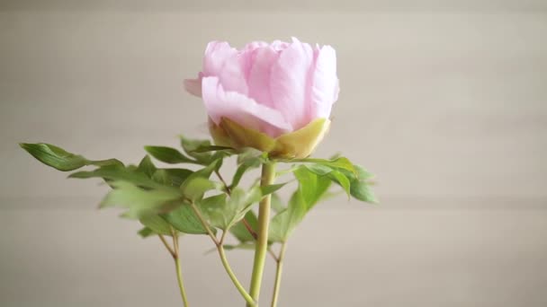 Hermosa peonía rosa grande primer plano sobre un fondo claro — Vídeos de Stock
