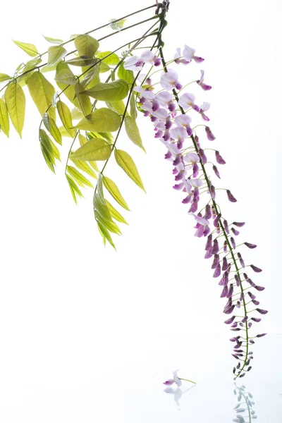 Branch Beautiful Spring Blooming Wisteria Isolated White Background — Zdjęcie stockowe