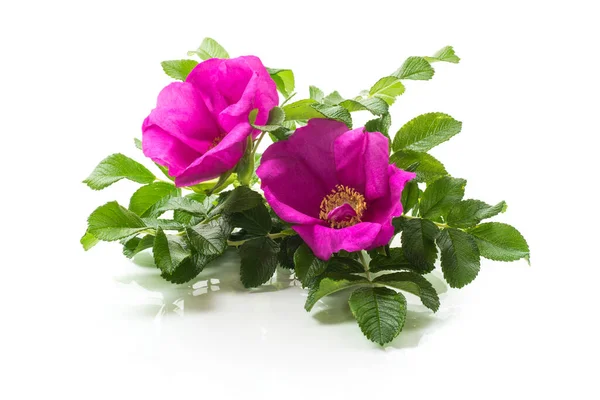 Růžové Kvetoucí Divoké Růže Květiny Izolované Bílém Pozadí — Stock fotografie