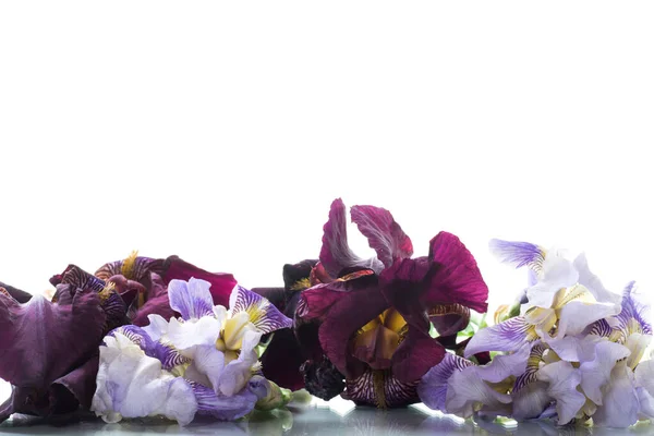 Bukett Vackra Blommande Iris Blommor Isolerade Vit Bakgrund — Stockfoto