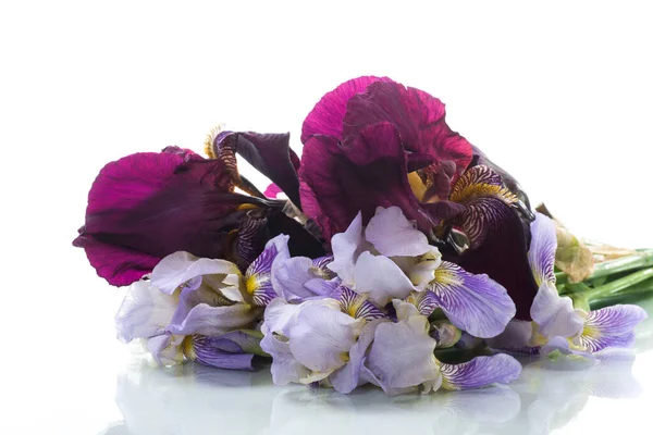 Boeket Van Mooie Bloeiende Iris Bloemen Geïsoleerd Witte Achtergrond — Stockfoto