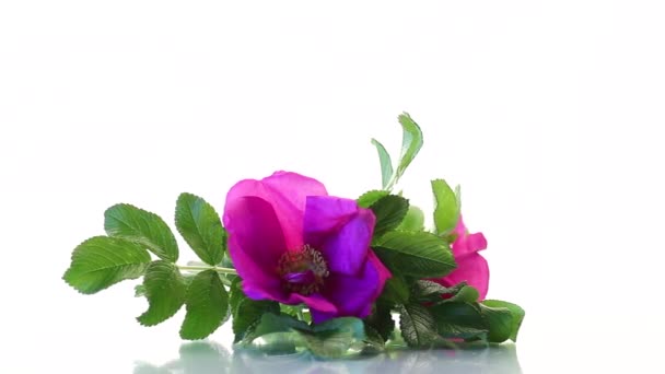 Rosa Florescendo Flores Rosas Selvagens Isolado Fundo Branco — Vídeo de Stock