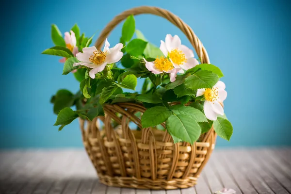 Pequeño Ramo Flores Rosa Mosqueta Silvestre Sobre Fondo Azul — Foto de Stock