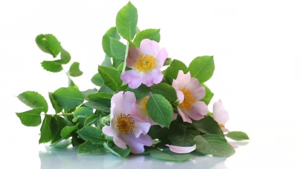 Small Bouquet Wild Rosehip Flowers Isolated White Background — Stock Video