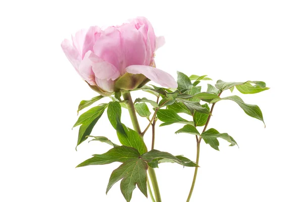 Όμορφη Μεγάλη Ροζ Παιωνία Γκρο Πλαν Απομονωμένη Λευκό Φόντο — Φωτογραφία Αρχείου